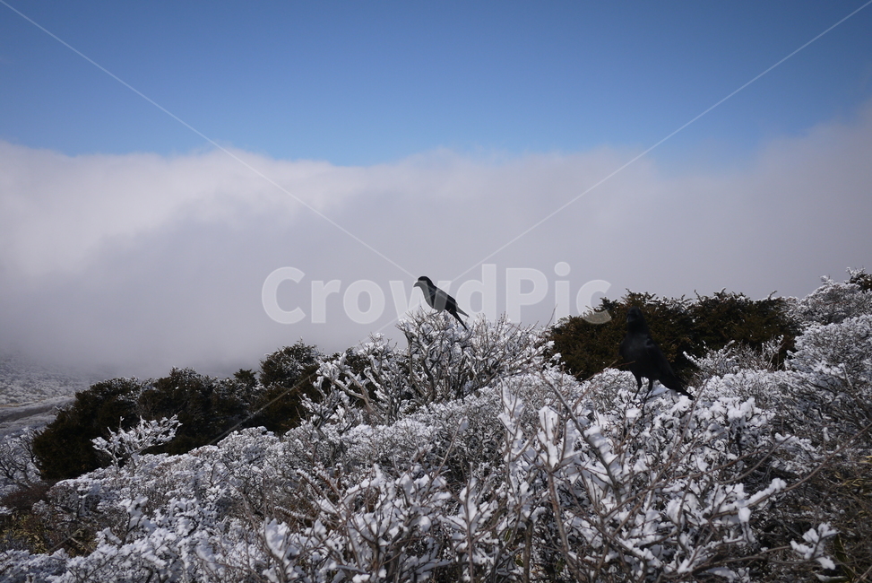 한라산,설산,한라산설경,까마귀,한라산까마귀,국립공원,윗세오름,새,nature,자연