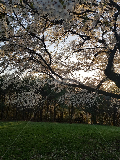 자연,벚꽃,나무,산,꽃