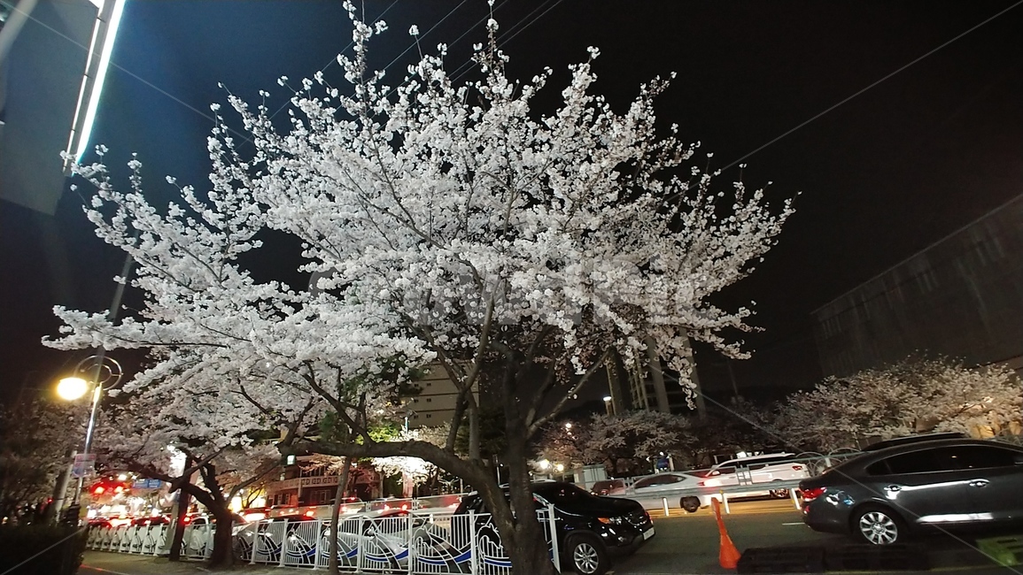 식물,꽃,벚꽃,cherryblossom,nightview,야경,flower,jinhae,진해,군항제