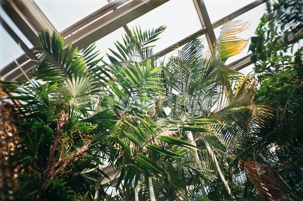 식물,초록,자연,필름카메라,필카,식물,자연,plants,nature