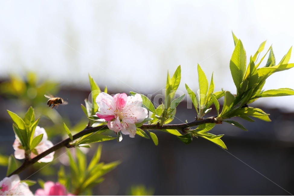 풍경사진,봄,복숭아꽃,삼색도화,삼색도화꽃,감성,감성사진,벌,꽃,봄,계절,spring,season,식물,자연,plants,nature,꽃,flower,동물,animal,곤충,벌레,insect,bug,plant