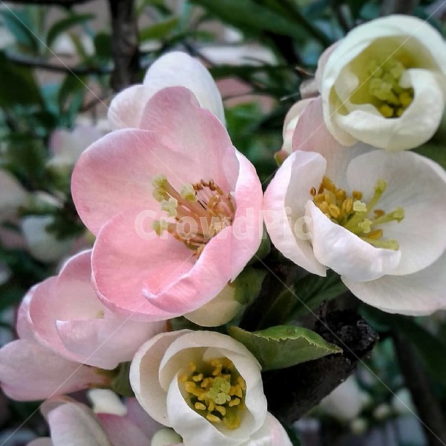 식물,자연,봄,분홍색,사과꽃,흰색,연분홍,plant,nature,spring,pink,white,appleflowers