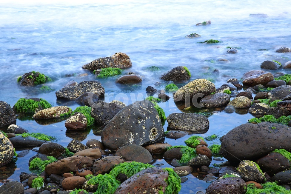 Hallim Coastal Moss,Jeju,nature,Moss,Hallim Coast,Hallym,Hallim Coastal Mongdol,water,Mongdol,Coast,Beach,ocean,outdoors,plant,waterfront