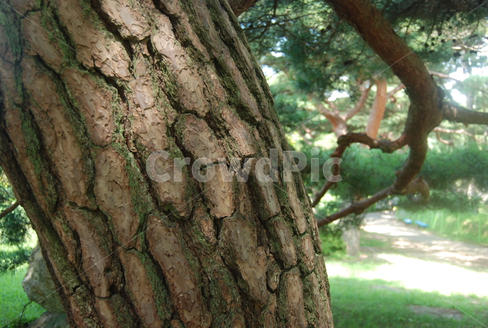 tree,나무,plant,소나무,소나무배경