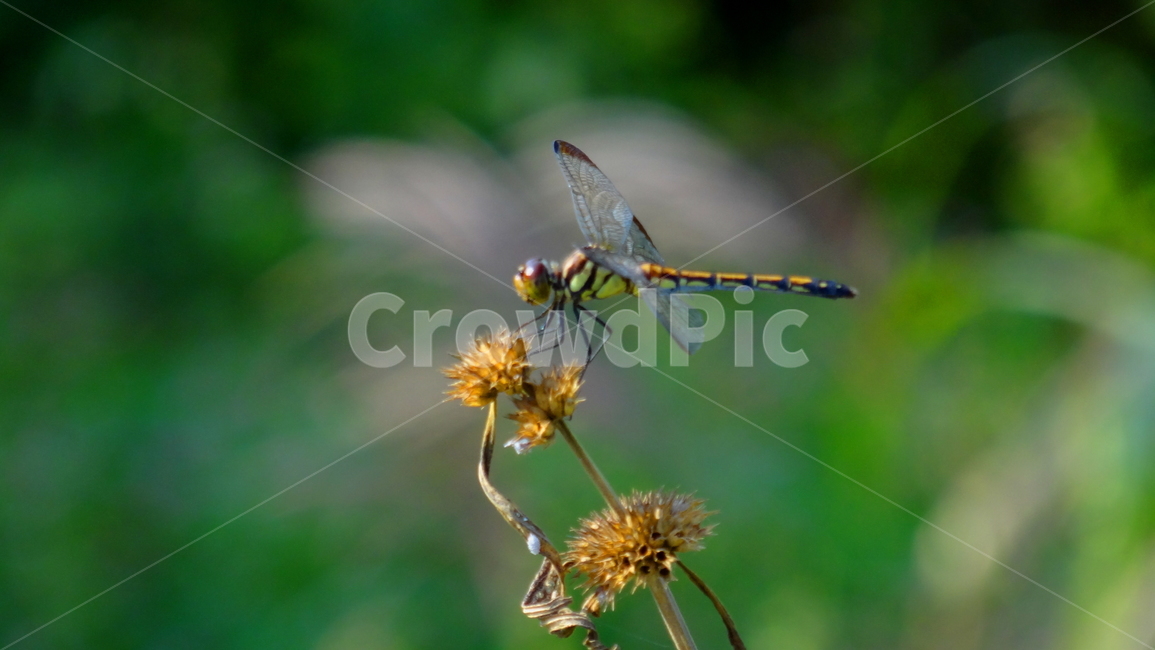 잠자리,가을,자연,감성,식물,풍경,autumn,fall,nature,emotion,dragonfly,곤충,추석사진공모전,동물,animal,곤충,벌레,insect,bug