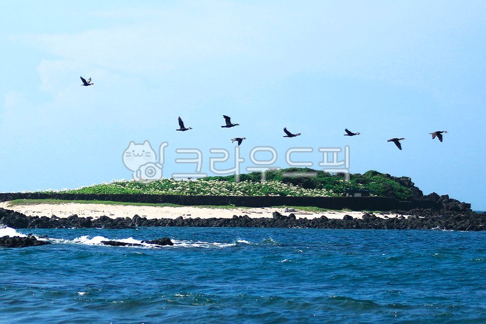 토끼섬,기러기,문주란자생지,문주란,nature,자연,옥외,sea,바다,water,물,coast,해안,shoreline,해안선,island,섬,animal,동물,bird,새