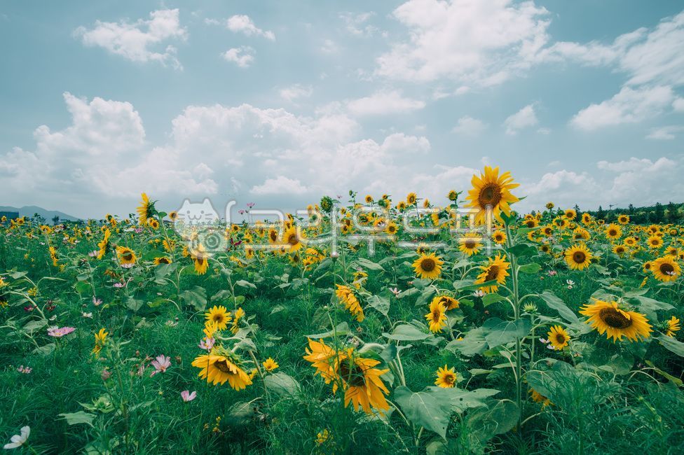 해바라기,여름,하늘,여름하늘,여름사진공모전,식물,꽃,plant,flower,blossom,sunflower,summer,여름,계절,summer,season,자연,풍경,nature,landscape,식물,plants,꽃,flower