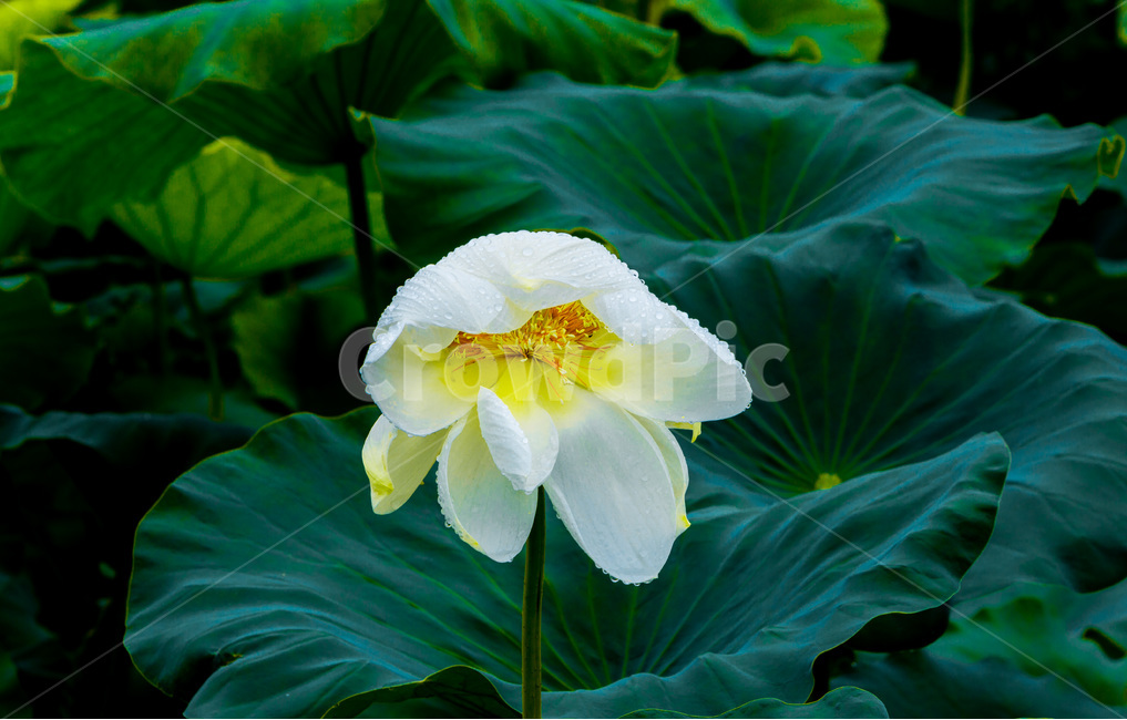 연꽃,만개,연잎,문양,무늬,습지,식물,자연,plants,nature,꽃,flower