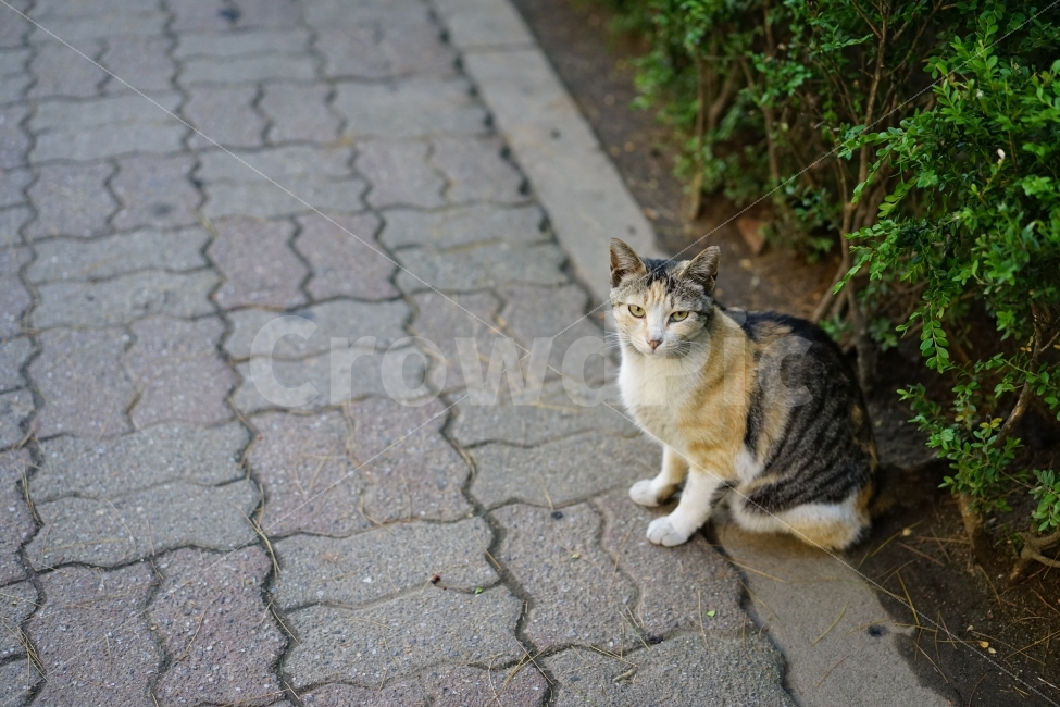 	고양이,동물,야옹이,캣,cat,냐옹이,냐옹,길,거리,일상,풍경,생명,길냥이,길가,일상사진,귀요미,동물,animal,포유류,mammal,고양이,cat,kitten,kitty