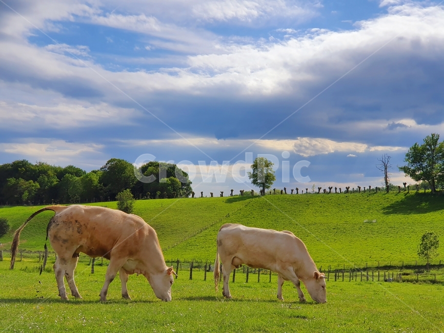 까미노,산티아고,순례자의길,론세스바예스,동물,소,목초지,방목,camino,santiago,caminodesantiago,pilgrim,roncesvalles,animal,cow,grassland,grazing