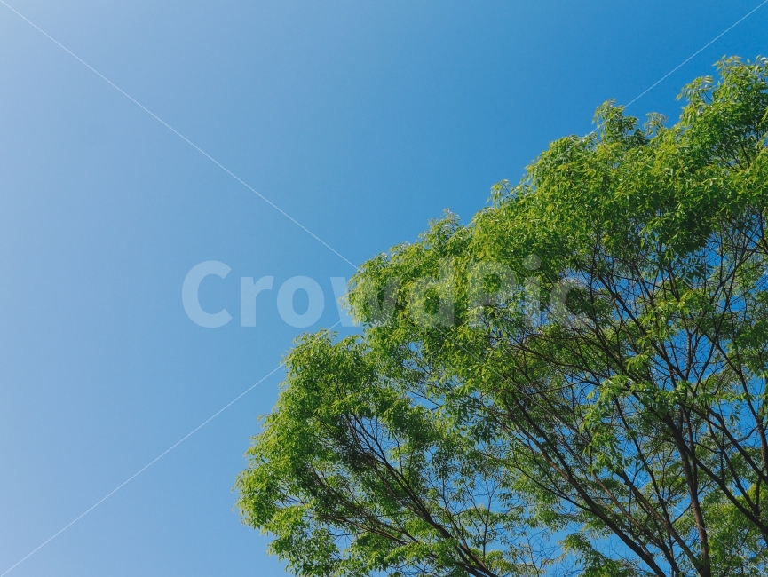 나무,푸른색,녹색,감성,여름,식물,자연,plants,nature,나무,trees,wood