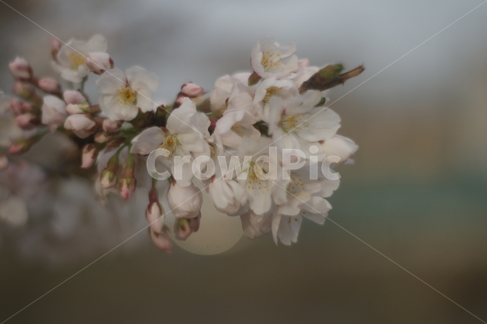 꽃,벚꽃,하얀꽃,흰꽃,만개,벚나무,가지,봄,봄,계절,spring,season,식물,자연,plants,nature,꽃,flower,plant,blossom,cherry blossom