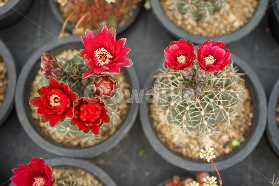 꽃가게,식물,선인장,선인장꽃,다육이,꽃,flower,실내용화초,화분,화초,house plant