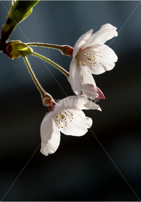 봄,벚꽃,계절,봄벚꽃,꽃,봄,계절,spring,season,식물,자연,plants,nature,꽃,flower,plant