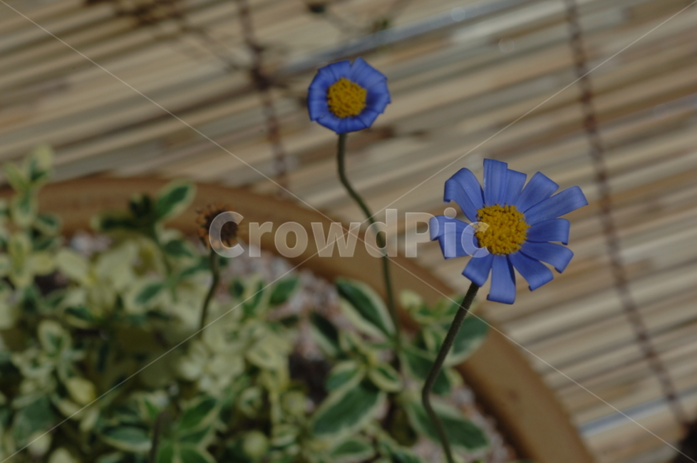 꽃,들꽃,야생화,식물,flower,자연,식물,자연,plants,nature,꽃,flower