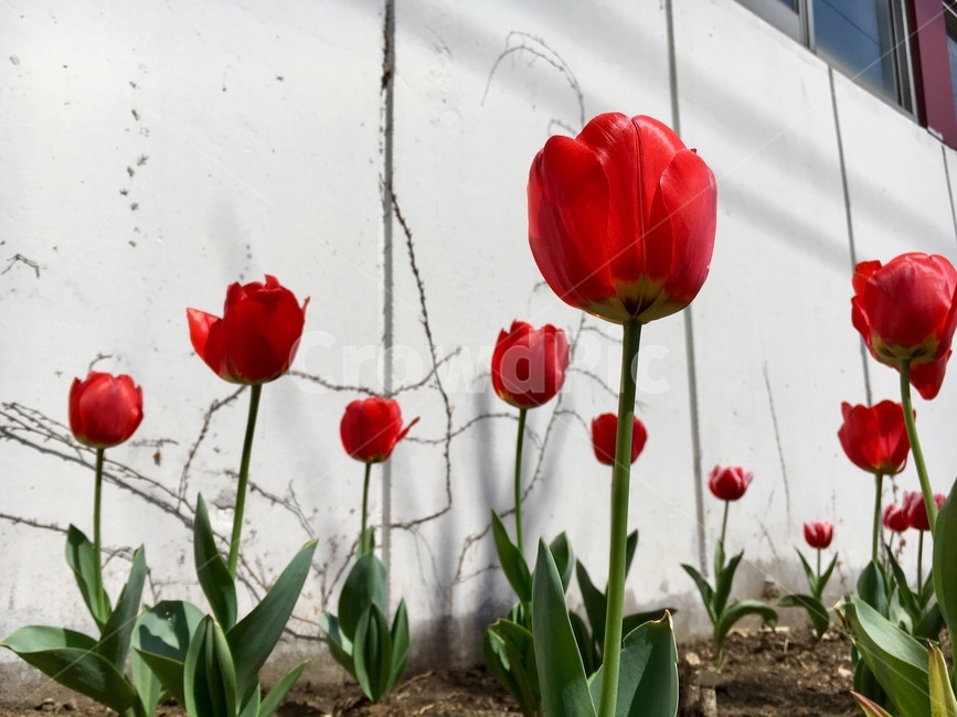 꽃,튤립,봄,식물,나들이,개화,빨강,레드,식물,자연,plants,nature,꽃,flower