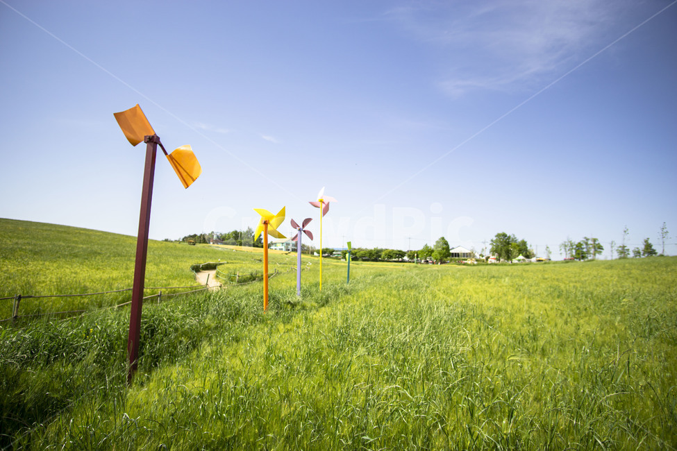 자연,nature,고창,청보리밭,풍경,field,들,청보리,보리,자연,풍경,nature,landscape