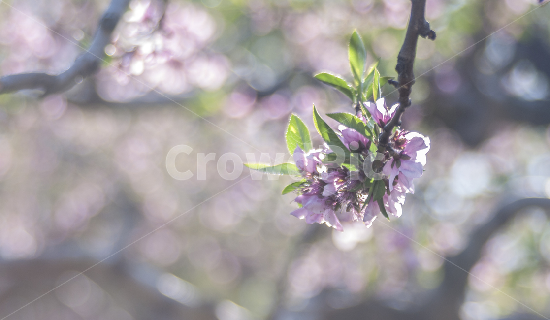봄,복사꽃,꽃,계절,flower,식물,자연,plants,nature,꽃,flower