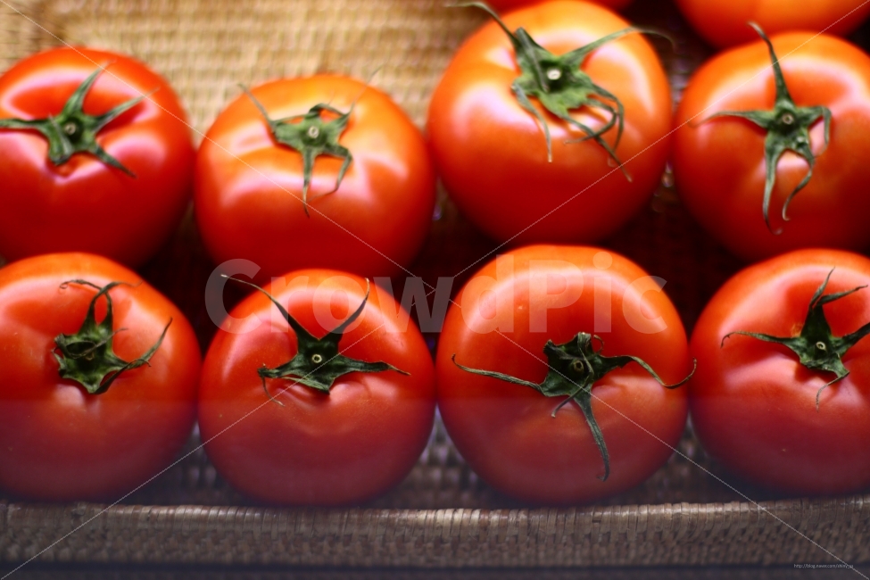 토마토,과일,채소,빨강,주황,붉은색,음식,식재료,요리,food,cook,meal,dishes,food reserves,채소,야채,vegetables