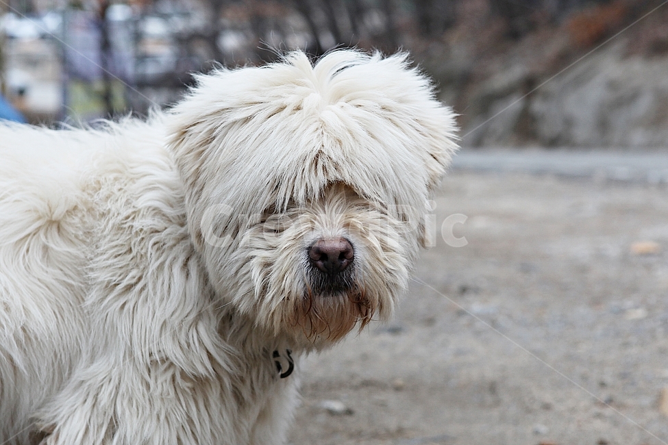 개,삽살개,애완견,반려견,강아지,동물,털,목줄,동물,animal,포유류,mammal,개,강아지,dog,doggy