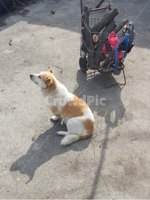 강아지,개,시골,그림자,점박이,카트,장작,앉다,바라보다,country,dog,mongrel,sit,look,shadow,spot,doggy,firewood,cart