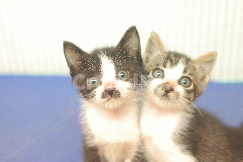 고양이,cat,새끼고양이,냥이,baby,동물,animal,포유류,mammal,고양이,cat,kitten,kitty