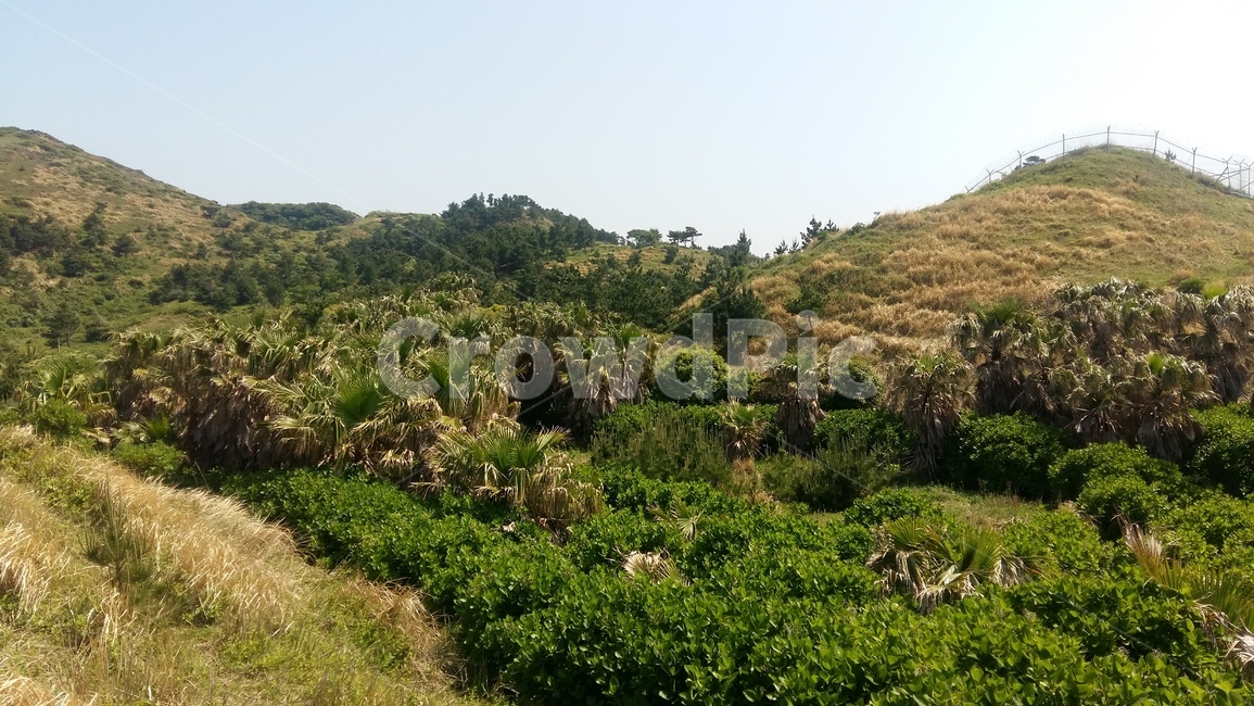 자연,nature,제주도,outdoors,섬,풍경,숲,자연,풍경,nature,landscape