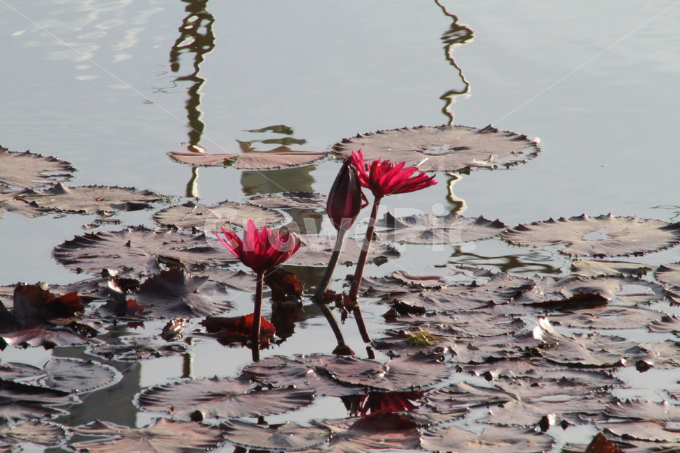연,수련,꽃,식물,waterlily,식물,자연,plants,nature,꽃,flower