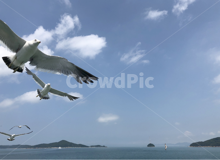 갈매기,바다,섬,하늘,sea,sky,bird,조류,새,구름,동물,animal,조류,새,birds