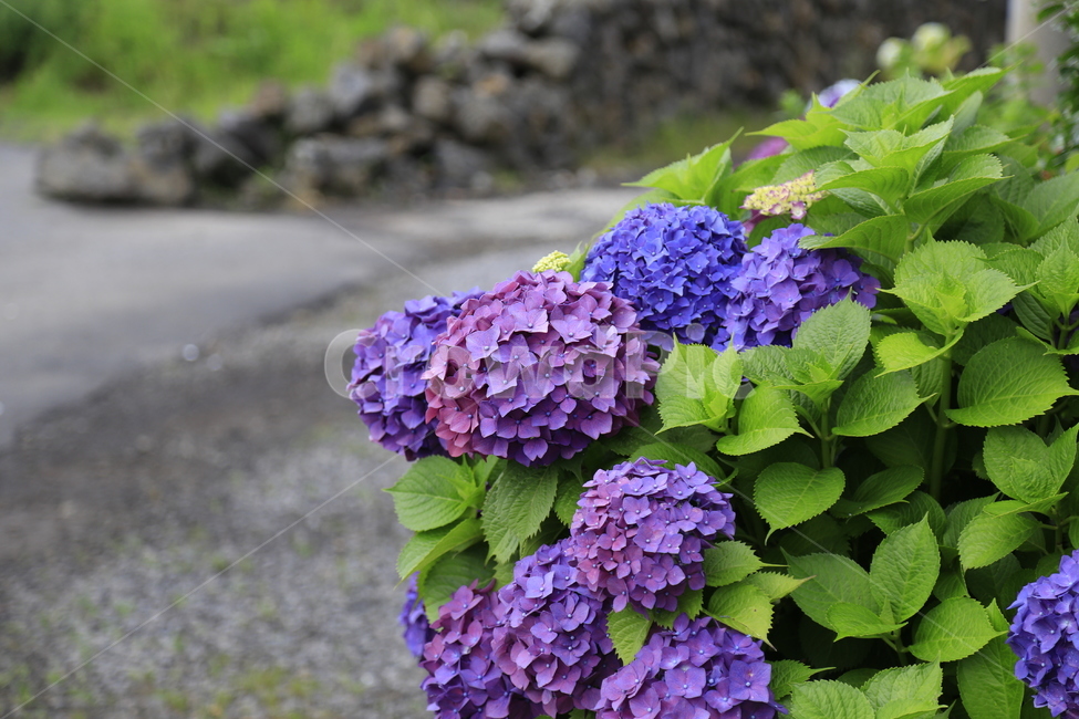 수국,꽃,보라,식물,flower,식물,자연,plants,nature,꽃,flower