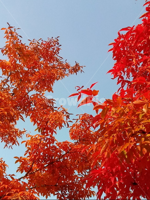 낙엽,단풍,leaf,나뭇잎,단풍나무,식물,자연,maple,나무,낙엽활엽관목,잎,붉은잎,가을,계절,fall,autumn,season,식물,자연,plants,nature,plant,tree