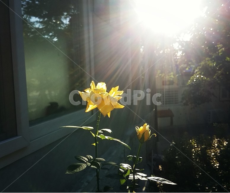 꽃,햇살,햇빛,노란꽃,가을,산책,공원,꽃봉오리,식물,자연,plants,nature,꽃,flower