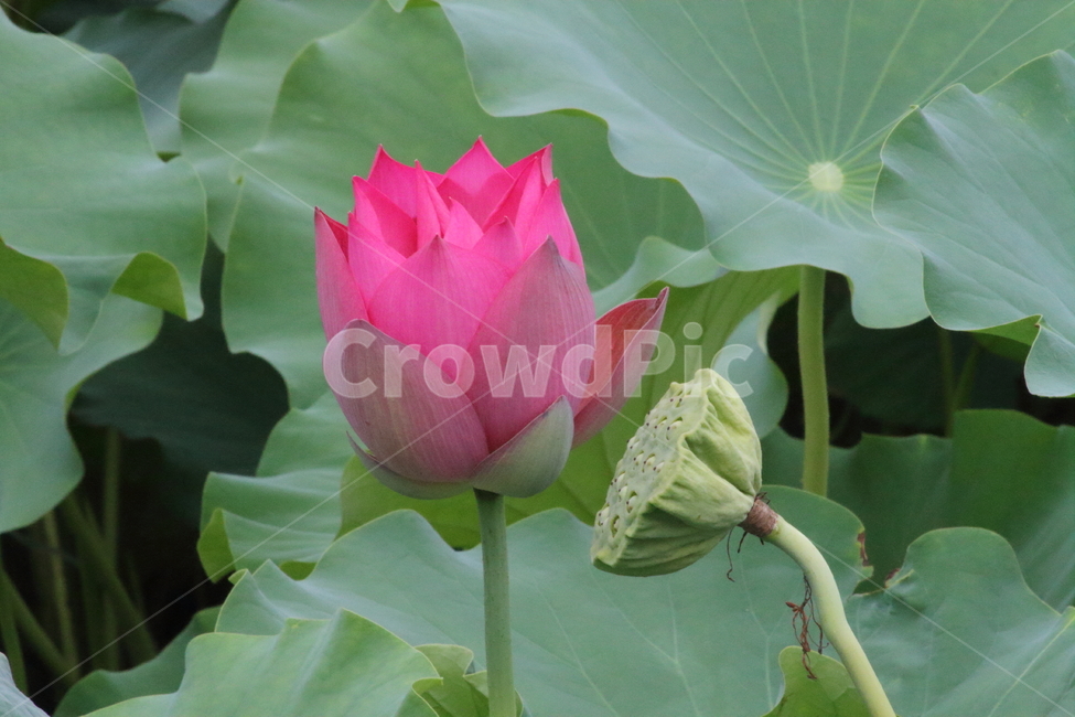 연,꽃,연꽃,식물,lotus,식물,자연,plants,nature,꽃,flower