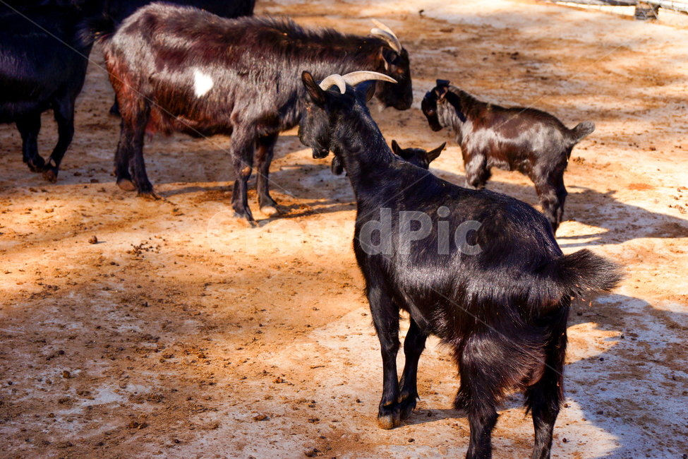 동물,자연,흑염소,염소,소,동물가족,동물때,검정색,동물,animal,포유류,mammal