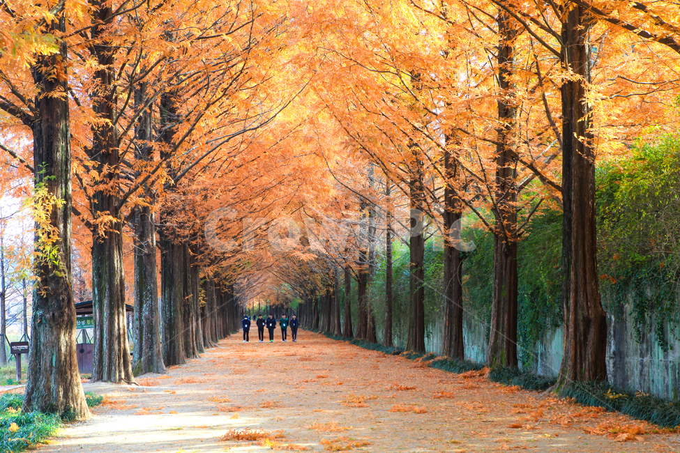 자연,풍경,경관,경치,길,가로수,가로수길,포장도로,아스팔트,낙엽,메타세콰이아,메타세콰이아길,tree,나무,plant,식물,maple,단풍,햇빛,바닥,ground,나무줄기,가을,계절,fall,autumn,season