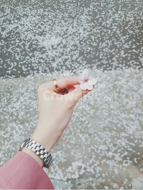 손,벚꽃,꽃,봄,시계,반지,손가락,꽃잎,벚꽃잎,집게손가락