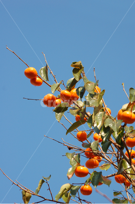 감,단감,감나무,나무,열매,식물,나뭇잎,자연,음식,식재료,식물,자연,plants,nature,과일,열매,fruit