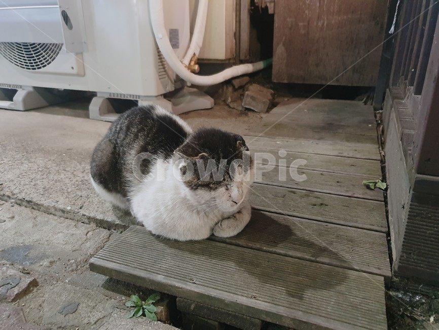 고양이,동물,sleep,cat,animal,자는고양이