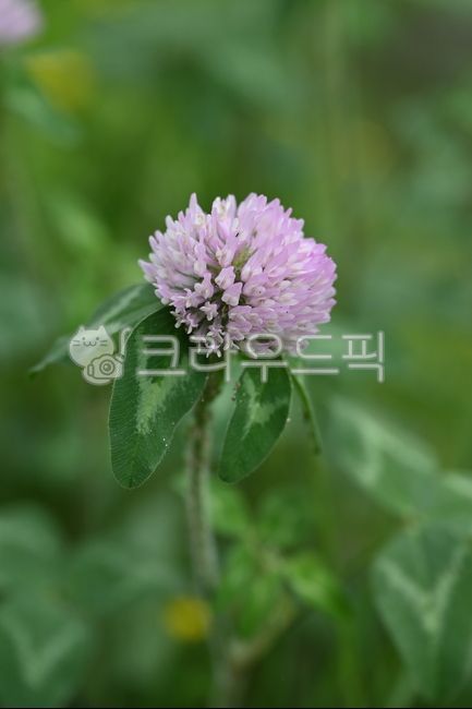 Red clover,rabbit grass,red ginseng leaf,goldenrod,plant,flower,wild flower,plant,nature,flower
