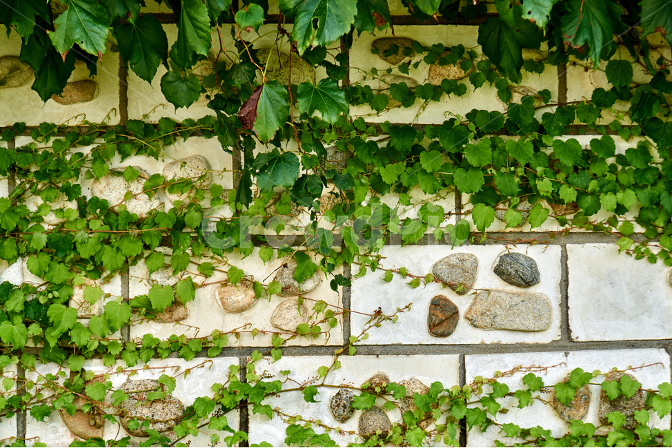담쟁이,돌담,넝쿨,한국,풀잎,배경,시들다,건축,자연,초록,식물,ivy,stonewall,background,foliage,green,vines,plant,leaf,architecture,vine,nature,natural,garden,rock,식물,자연,plants,nature