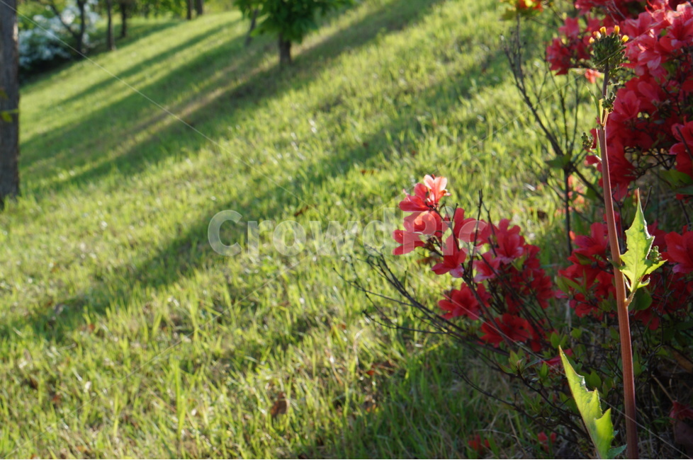 아침,빛,영산홍,나무,봄,식물,자연,plants,nature,꽃,flower