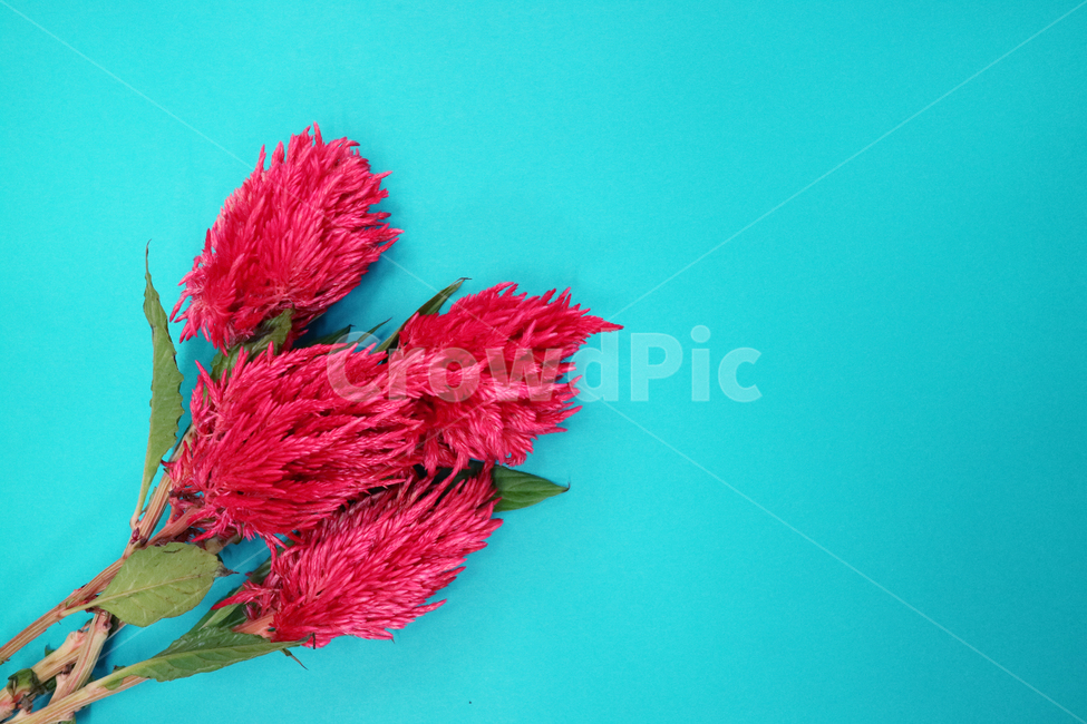 맨드라미,꽃,꽃다발,빨간꽃,빨강,배경,백그라운드,배경이미지,컬러,꽃,flower