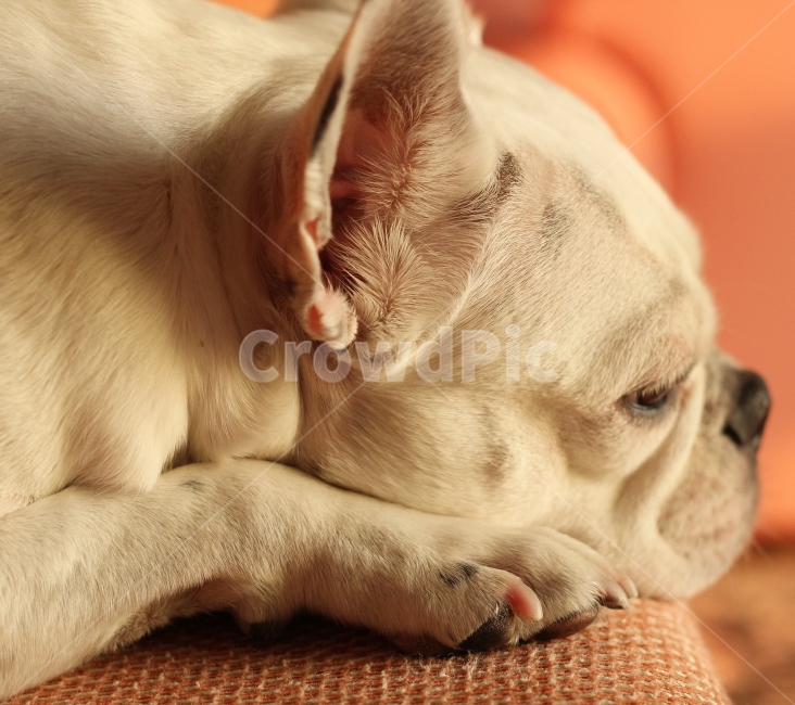 강아지,프렌치불독,반려동물,dog,frenchbulldog,home,집순이,사랑,love,baby,동물,animal,포유류,mammal,개,강아지,dog,doggy