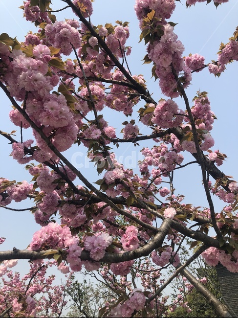 벚꽃,공원,꽃,식물,봄