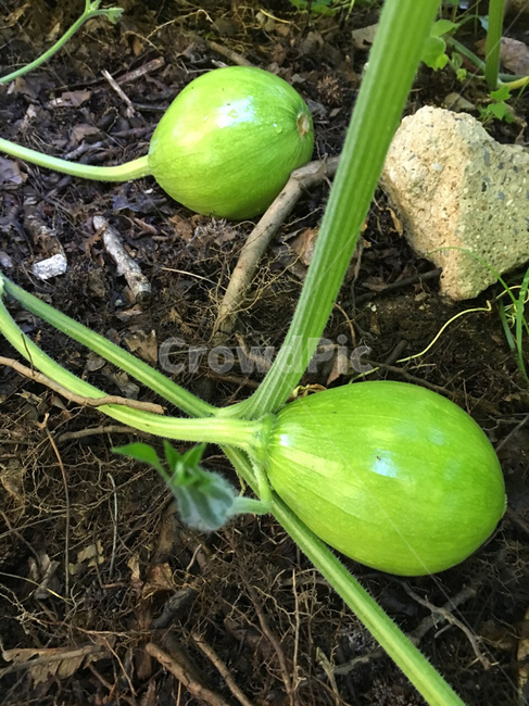 plant,식물,food,음식,vegetable,야채,호박,농작물