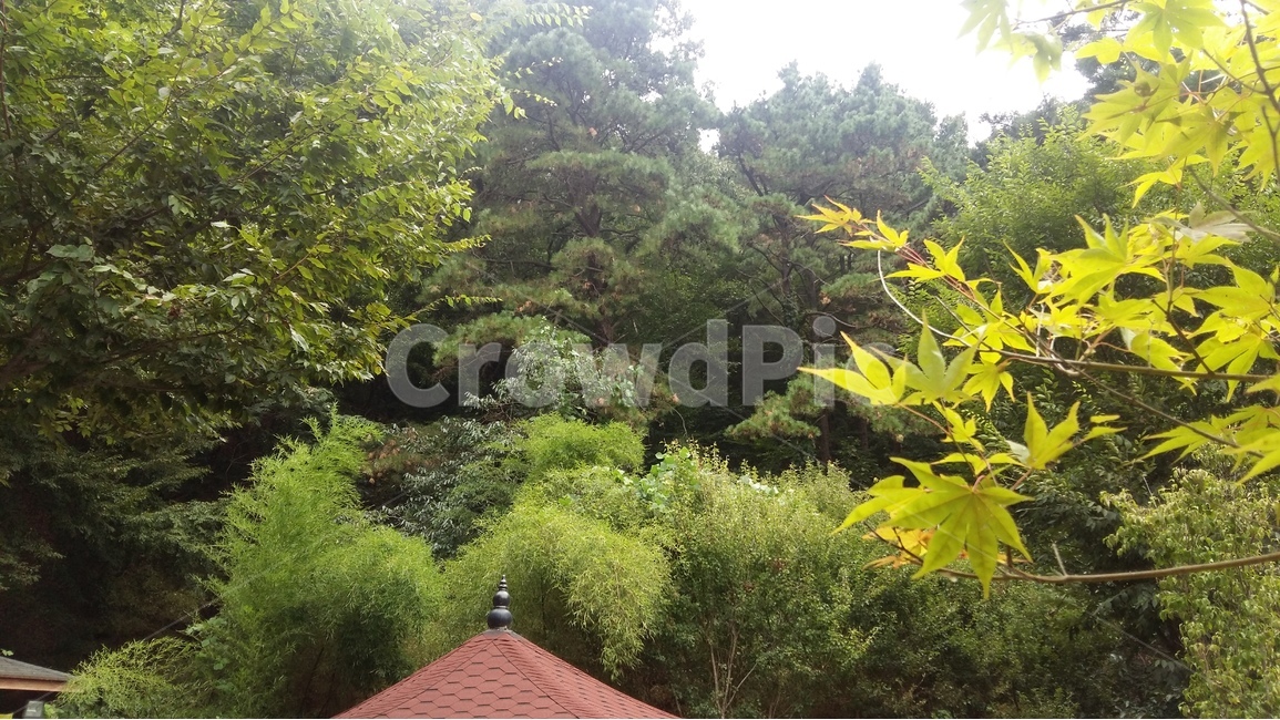 나무,자연,숲,풍경,산책,자연,풍경,nature,landscape,plant,식물,leaf,잎