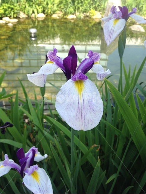 식물,plant,아이리스,flower,꽃,봄,접사