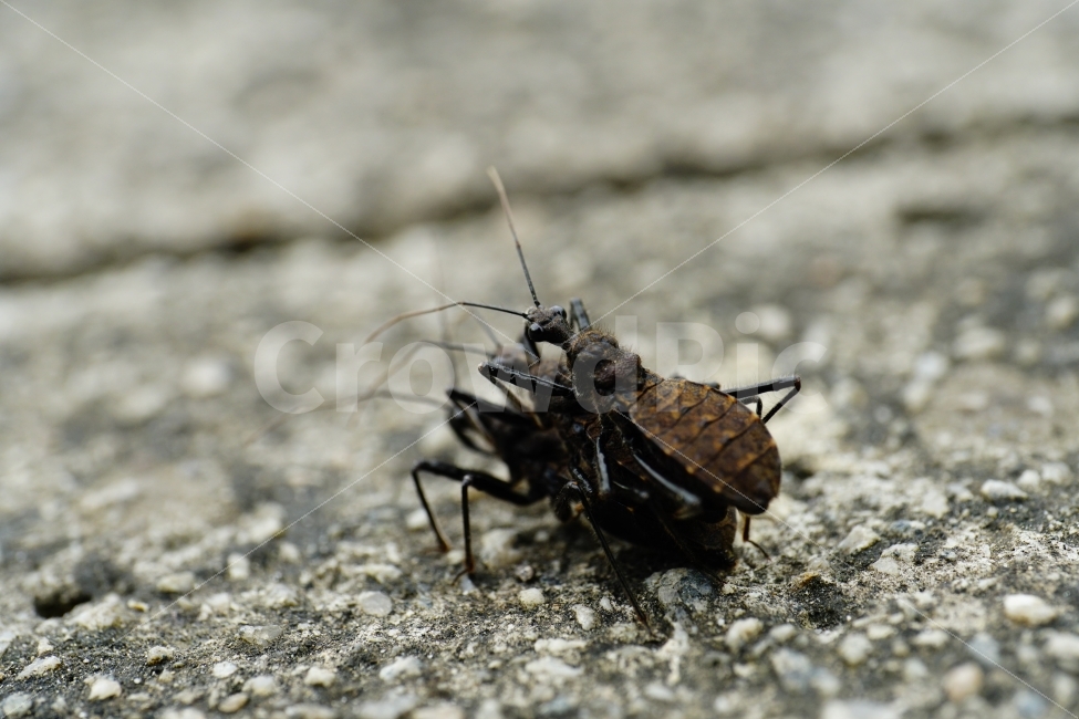 민날개침노린재,곤충,벌레,교미,삼각관계,자연,여름,접사,동물,insect,animal,nature,summer,macro,bug,땅,암컷,수컷,사랑,러브,재미있다,재미있는,특이한,특이,독특,독특한,신비,신비한,love,신비하다,신기,신기하다,스냅,스냅사진,스넵,스넵사진,snap,snapshot,한국자연,한국의자연,풍경,landscape,동물,animal,곤충,벌레,insect,bug