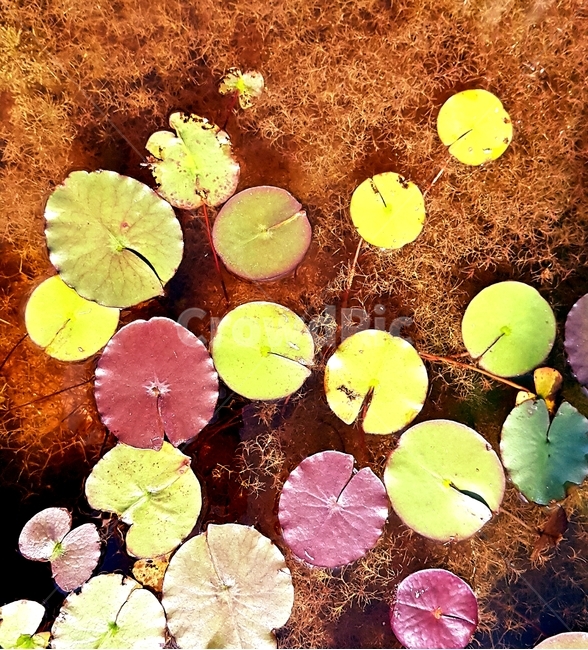 패턴,pattern,색,color,물,water,식물,자연,plants,nature