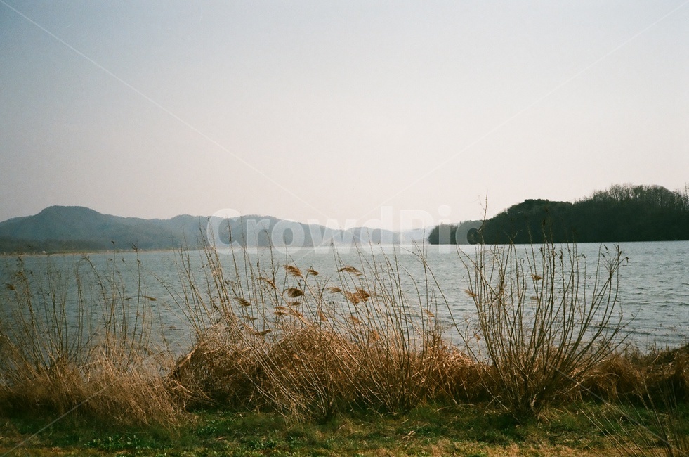 필름사진,가을,두물머리,강,자연,자연,풍경,nature,landscape,grass,잔디,plant,식물,lawn